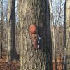 Who's Nailing Tongues To Trees In Inwood Hill Park?